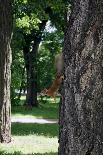 Squirrel Tree Trunk Good Sunny Weather — Stock Photo, Image