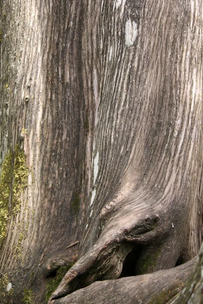 Larix Kuori Sammalta Taustana Lähikuva — kuvapankkivalokuva