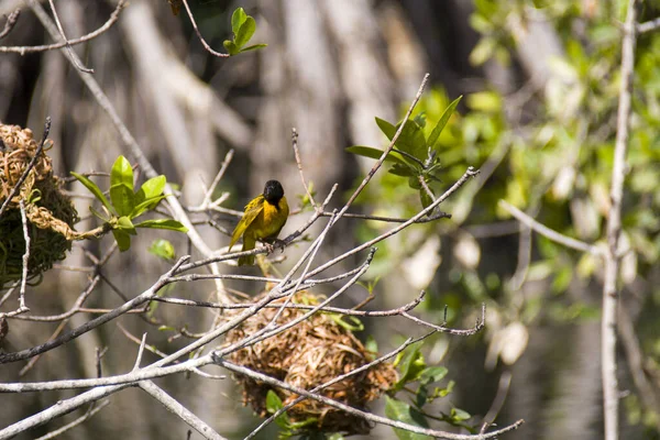 Gele Warbler Met Een Zwarte Kop Zittend Tak Met Nesten — Stockfoto
