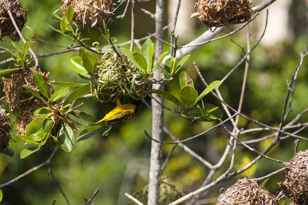 Rond Nest Struik Met Een Warbler Erop — Stockfoto