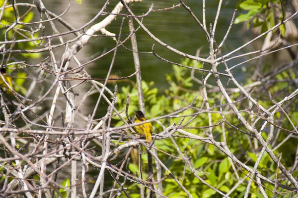 Pequeño Pájaro Borracho Detrás Las Ramas Los Arbustos — Foto de Stock