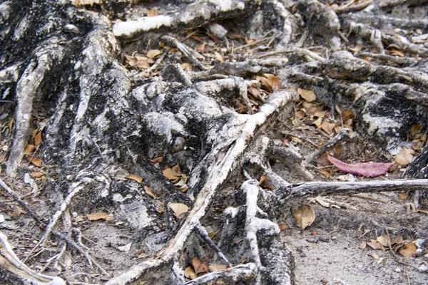 地上的大根 有叶子和纤细的根 — 图库照片