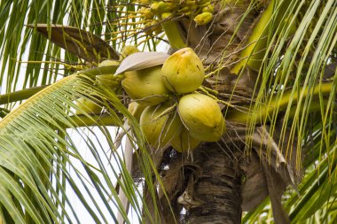 Palmiye ağacında, açık havada küçük olgunlaşmamış hindistan cevizleri.