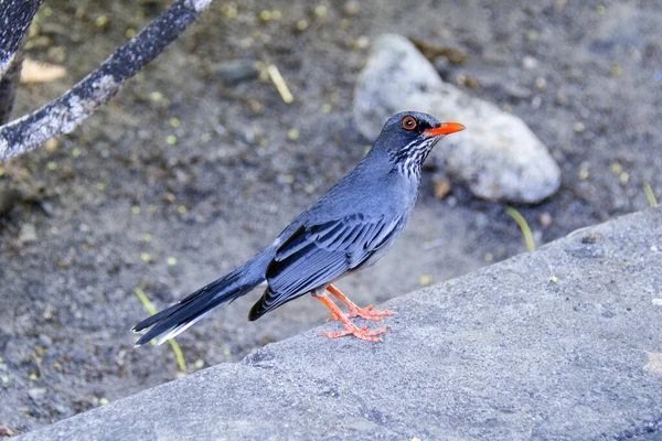 Pequeno Pássaro Com Pernas Laranja Sentado Pedra — Fotografia de Stock