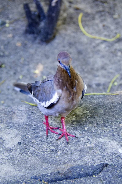 Small Collared Turtldove Ground Branches Far — Stock Photo, Image