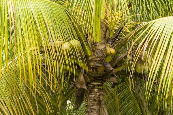 Kokosy Palmie Przy Dobrej Pogodzie — Zdjęcie stockowe