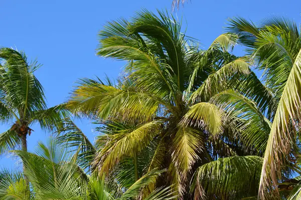 Palmer Med Grönskande Lövverk Över Den Blå Himlen — Stockfoto