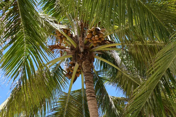 Palma Dużymi Liśćmi Nad Błękitnym Niebem Orzechami — Zdjęcie stockowe
