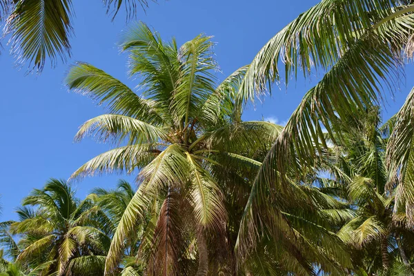 Kilka Palm Bujnych Liści Niebieskim Niebem — Zdjęcie stockowe