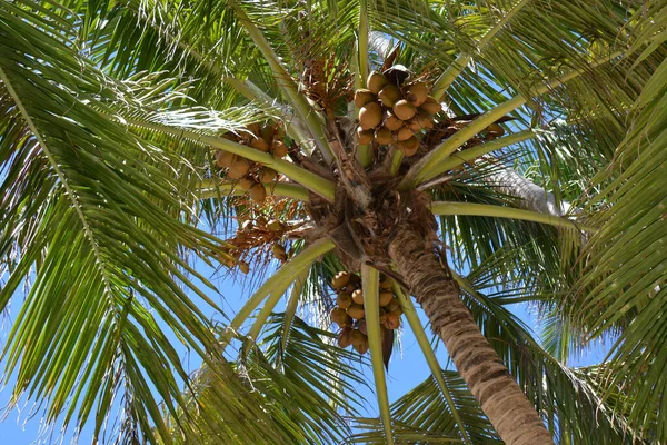 Palmy Orzechami Liśćmi Nad Niebem — Zdjęcie stockowe