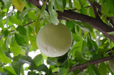 büyük olgunlaşmamış greyfurt dalda, bahçede