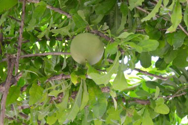 Bahçede, dalda olgunlaşmamış greyfurt