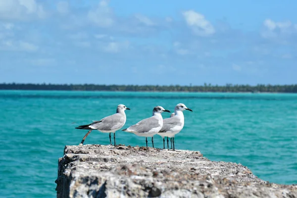 Pássaros Sentados Rocha Clima Ensolarado Beira Mar — Fotografia de Stock