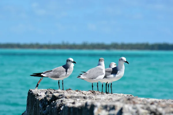 Four Seagulls Sitting Rock Sea Background — Stock Photo, Image