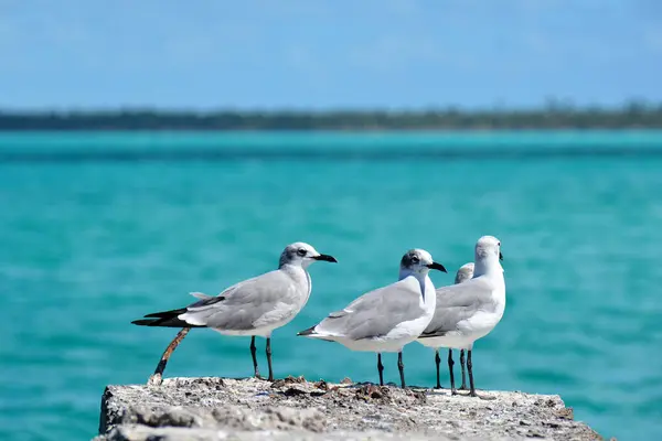 Small Grey White Birds Rock Sea Water Background — Stock Photo, Image