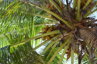 Palmiye üzerinde birkaç hindistan cevizi yığını, aşağıdan görünüm