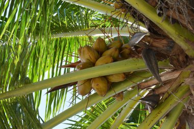 Ağaçta, yaprakların altında birkaç büyük hindistan cevizi var.