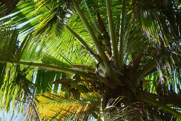 Liten Detalj Palm Med Kokosnötter Underifrån Bra Väder — Stockfoto