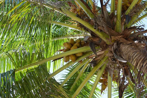 Flera Klasar Kokosnötter Handflatan Underifrån — Stockfoto