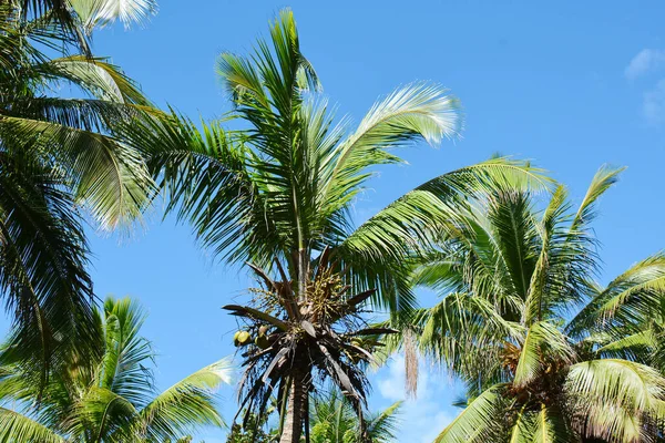 three palm trees with lush foliage and nuts, in sunny weather