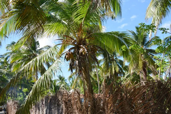 Palmera Con Grandes Hojas Cocos Tiempo Soleado —  Fotos de Stock