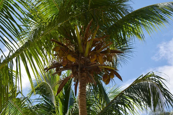 Palma Kokosami Dołu Dużymi Liśćmi — Zdjęcie stockowe