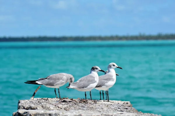 Gaviotas Grises Blancas Roca Con Buen Tiempo —  Fotos de Stock