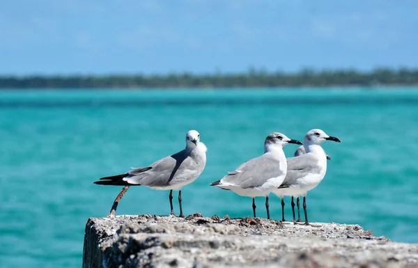 Grey Seagulls Rock One Looking Aside — Stock Photo, Image