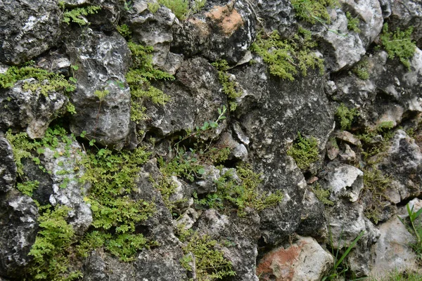 有苔藓和青草的灰色岩石作为背景 — 图库照片
