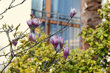 Pembe manolya çiçekleri, dallarda, baharda