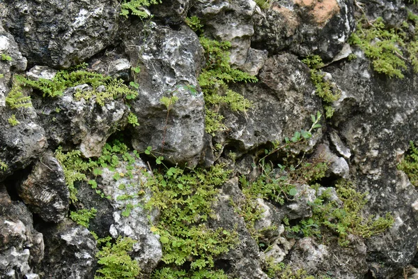 Стена Выветренных Серых Камней Мха Качестве Фона — стоковое фото