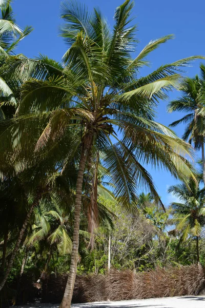 Várias Árvores Tropicais Areia Clima Ensolarado — Fotografia de Stock