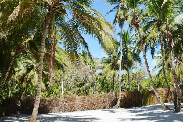 Flera Trädstammar Stranden Tropiska Med Staketet — Stockfoto