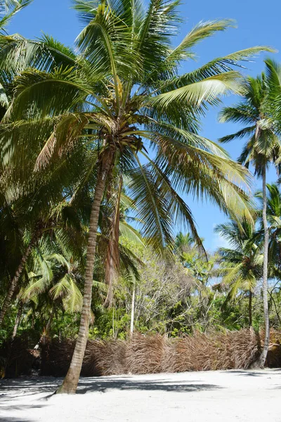 Grandes Palmas Costa Com Cerca Vegetação Extremo — Fotografia de Stock