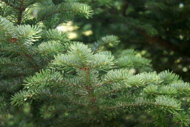 Arka plan olarak kürk ağacının birkaç küçük dalı