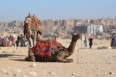 GIZA / EGYPT, 30 Kasım 2018: turistleri bekleyen yalancı bir deve ve ve arkasında bir tane daha