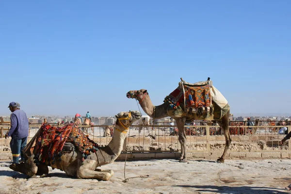 Giza Ägypten November 2018 Zwei Kamele Und Ein Kamelführer Neben — Stockfoto