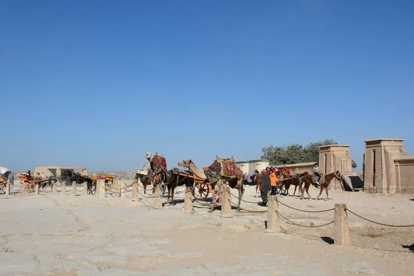 Giza Ägypten November 2018 Zwei Kamele Und Ein Pferd Zum — Stockfoto