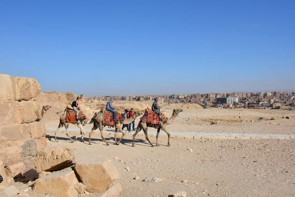 Giza Egypt November 2018 Tre Kamelryttare Goog Väder Med Staden — Stockfoto
