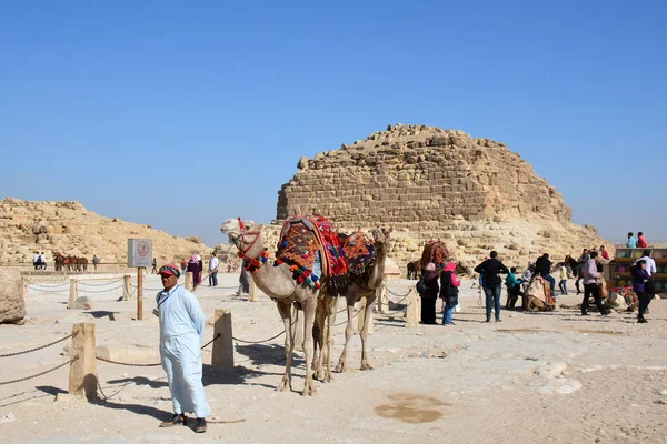 Giza Egipto Noviembre 2018 Camello Una Guía Camellos Junto Pirámide —  Fotos de Stock