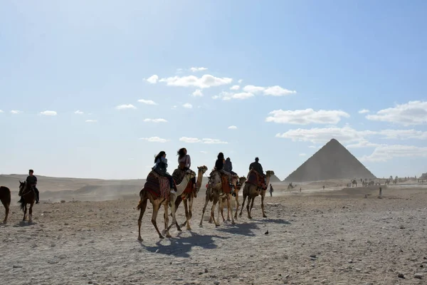 Giza Ägypten November 2018 Mehrere Kamele Touristen Und Ein Kamelführer — Stockfoto