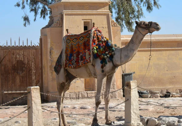 Kameel Dromedaris Staande Versierd Wachtend Toeristen — Stockfoto