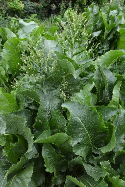 Flera Pepparrädisor Med Små Blommor Växer — Stockfoto