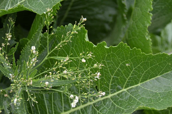 花のある馬大根 植物の上で成長し — ストック写真