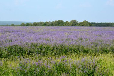 Tarlada küçük lavantalar ve tepeler var.