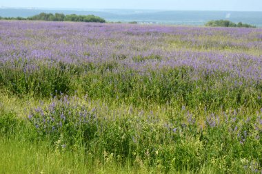 Uzakta lavanta bitkileri, çalılar ve tepeler yetişen tarlalar