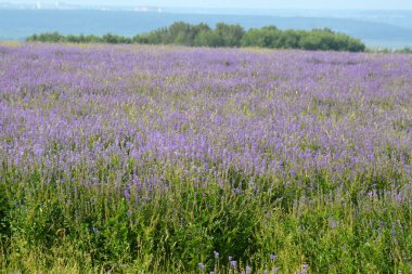 Çiçek açan bitkilerle dolu bir lavanta tarlasına yakın çekim