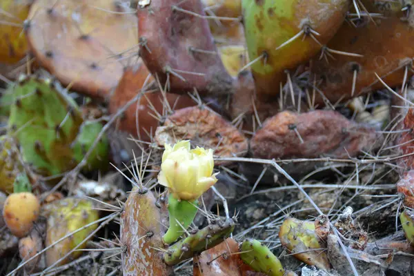 Pianta Opuntia Con Fiore Giallo Spine — Foto Stock