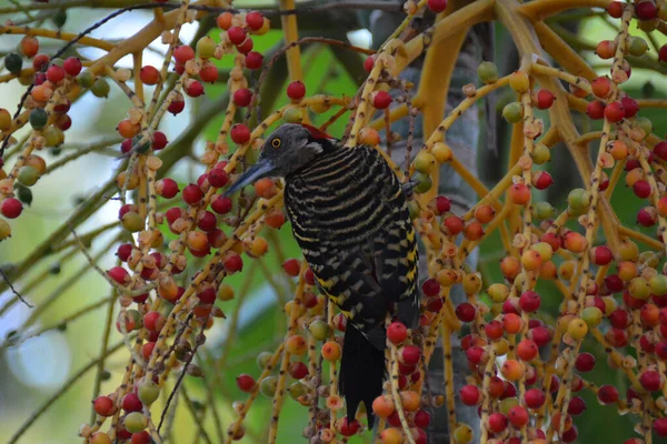 Specht Caraïben Kijken Opzij Palm — Stockfoto