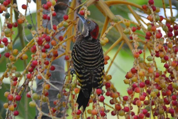 Specht Palm Dominicaanse Republiek Fruit Etend Uit Palm — Stockfoto